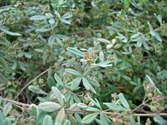 APII jpeg image of Zieria cystoides  © contact APII