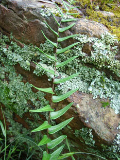 APII jpeg image of Pellaea falcata  © contact APII