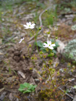 APII jpeg image of Drosera auriculata  © contact APII