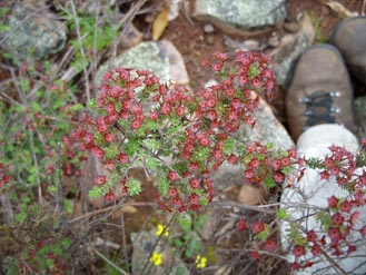 APII jpeg image of Calytrix tetragona  © contact APII