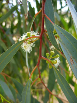 APII jpeg image of Eucalyptus rossii  © contact APII