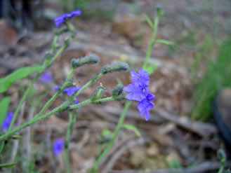 APII jpeg image of Dampiera lanceolata  © contact APII