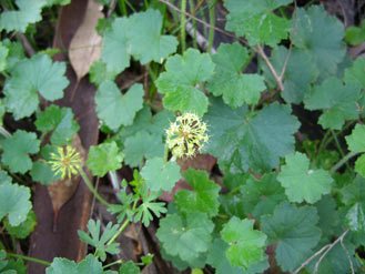 APII jpeg image of Hydrocotyle laxiflora  © contact APII