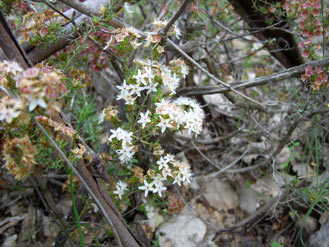 APII jpeg image of Calytrix tetragona  © contact APII