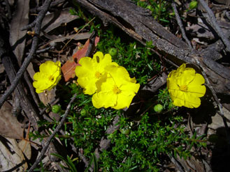 APII jpeg image of Hibbertia  © contact APII