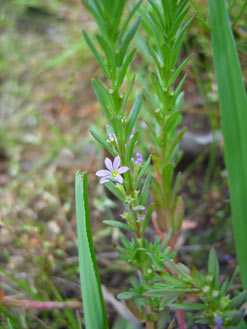 APII jpeg image of Lythrum hyssopifolia  © contact APII