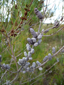 APII jpeg image of Allocasuarina diminuta  © contact APII