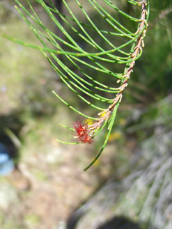 APII jpeg image of Allocasuarina diminuta  © contact APII