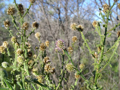 APII jpeg image of Pterocaulon sphacelatum  © contact APII