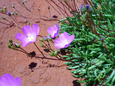 APII jpeg image of Calandrinia  © contact APII