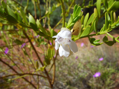 APII jpeg image of Prostanthera striatiflora  © contact APII