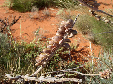 APII jpeg image of Grevillea eriostachya  © contact APII