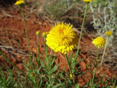 APII jpeg image of Leucochrysum stipitatum  © contact APII