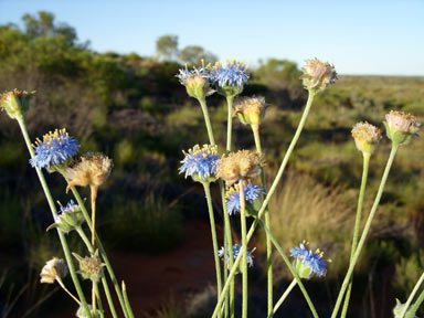 APII jpeg image of Brunonia australis  © contact APII