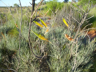 APII jpeg image of Grevillea eriostachya  © contact APII