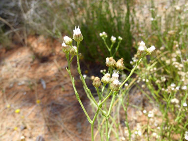 APII jpeg image of Pluchea rubelliflora  © contact APII