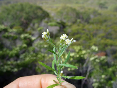 APII jpeg image of Rhodanthe corymbosa  © contact APII