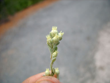 APII jpeg image of Pterochaeta paniculata  © contact APII