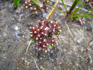 APII jpeg image of Hyalosperma demissum  © contact APII