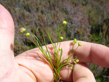 APII jpeg image of Cotula cotuloides  © contact APII