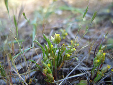 APII jpeg image of Rhodanthe spicata  © contact APII