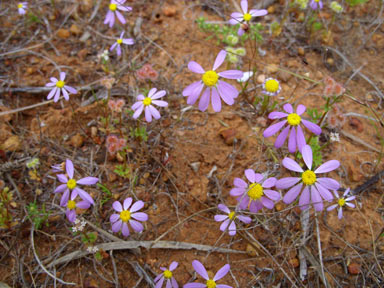 APII jpeg image of Brachyscome iberidifolia  © contact APII