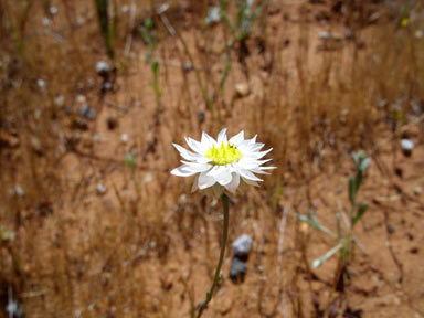 APII jpeg image of Rhodanthe chlorocephala  © contact APII