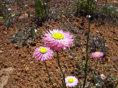 APII jpeg image of Rhodanthe chlorocephala subsp. rosea  © contact APII