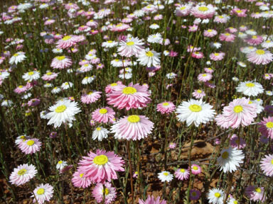 APII jpeg image of Rhodanthe chlorocephala subsp. rosea  © contact APII