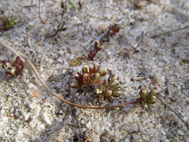 APII jpeg image of Hyalosperma demissum  © contact APII