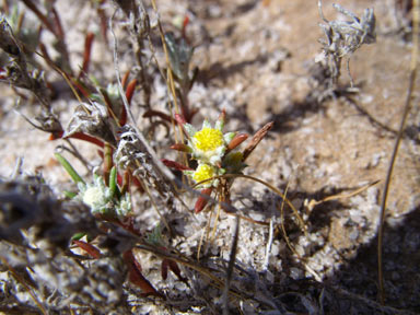 APII jpeg image of Angianthus micropodioides  © contact APII