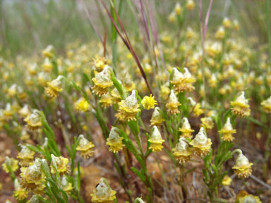 APII jpeg image of Gilberta tenuifolia  © contact APII