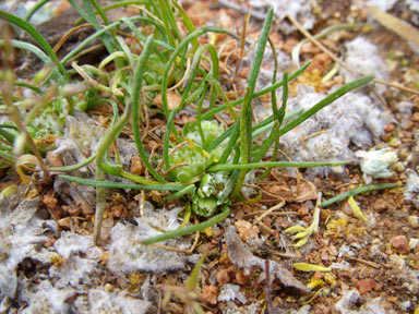 APII jpeg image of Isoetopsis graminifolia  © contact APII