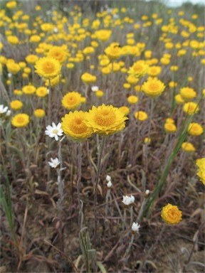 APII jpeg image of Leucochrysum molle  © contact APII