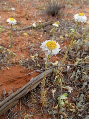 APII jpeg image of Polycalymma stuartii  © contact APII