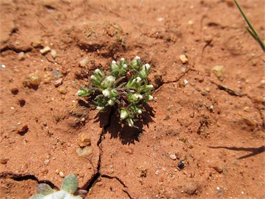 APII jpeg image of Hyalosperma demissum  © contact APII