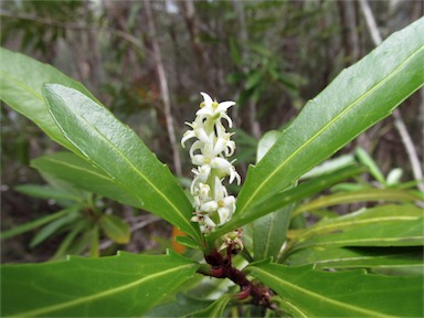 APII jpeg image of Cenarrhenes nitida  © contact APII