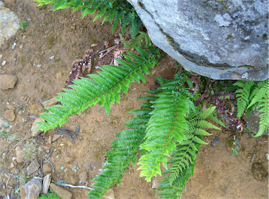 APII jpeg image of Polystichum proliferum  © contact APII