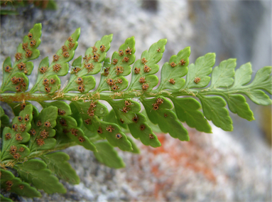 APII jpeg image of Polystichum proliferum  © contact APII