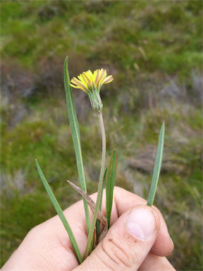 APII jpeg image of Microseris lanceolata  © contact APII