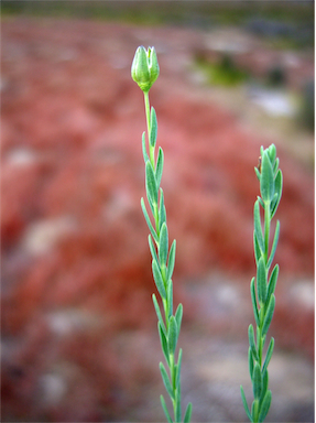 APII jpeg image of Linum marginale  © contact APII