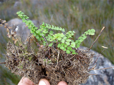 APII jpeg image of Asplenium flabellifolium  © contact APII