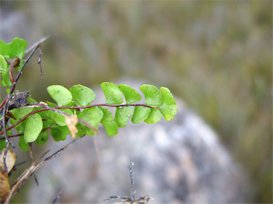 APII jpeg image of Asplenium flabellifolium  © contact APII