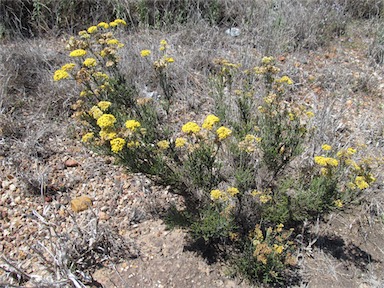 APII jpeg image of Ozothamnus diotophyllus  © contact APII