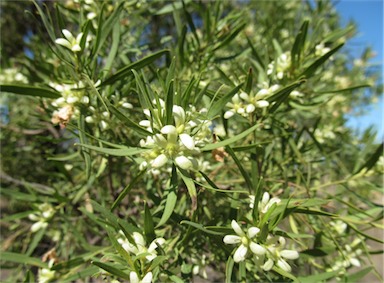 APII jpeg image of Eremophila mitchellii  © contact APII