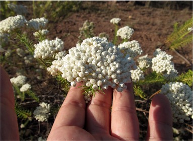 APII jpeg image of Ozothamnus diosmifolius  © contact APII