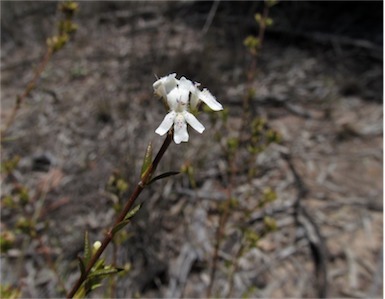 APII jpeg image of Westringia cheelii  © contact APII