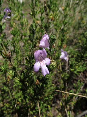 APII jpeg image of Prostanthera cryptandroides subsp. euphrasioides  © contact APII