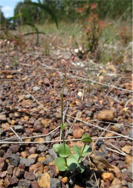 APII jpeg image of Gonocarpus micranthus subsp. ramosissimus  © contact APII