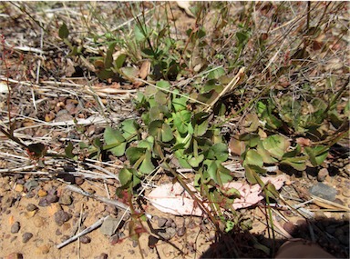 APII jpeg image of Gonocarpus micranthus subsp. ramosissimus  © contact APII